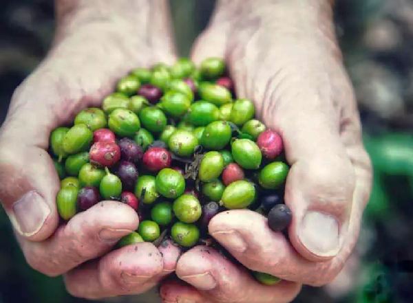 Green coffee for weight loss
